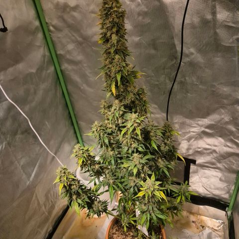 Ghost Train Haze (77-84 Tage) growlog timeline photo