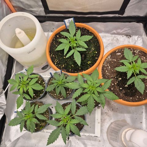 Milky way  🌌🌌🌌🌌 (hybrid) #2 links growlog timeline photo