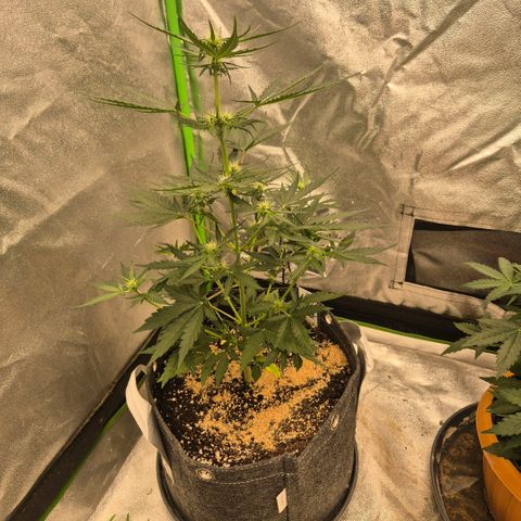 Sticky beast 👹👹👹( zamnesia) #3 growlog timeline photo