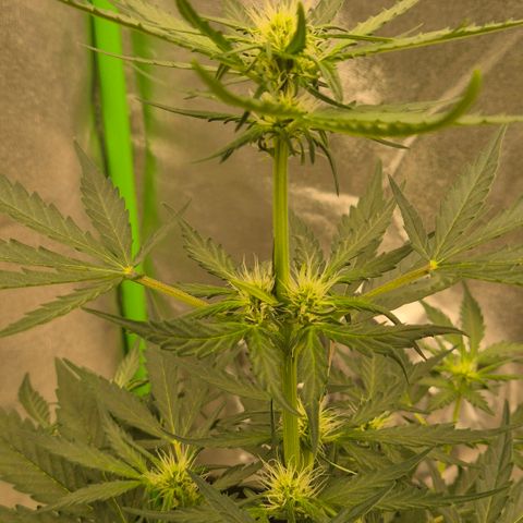 Sticky beast 👹👹👹( zamnesia) #3 growlog timeline photo