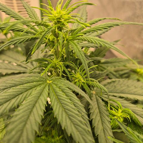 Milky way  🌌🌌🌌🌌 (hybrid) #3 growlog timeline photo
