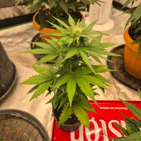 Sticky beast 👹👹👹( zamnesia) #2 growlog timeline photo