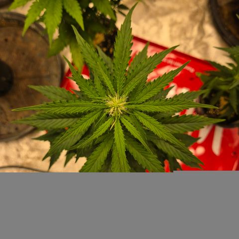 Milky way  🌌🌌🌌🌌 (hybrid) #1 growlog timeline photo