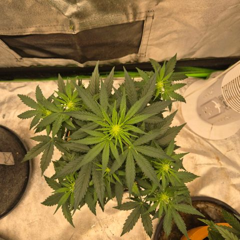 Milky way  🌌🌌🌌🌌 (hybrid) #2 links growlog timeline photo
