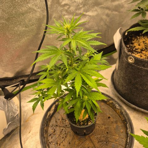 Sticky beast 👹👹👹( zamnesia) #1 growlog timeline photo