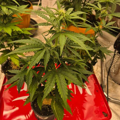Milky way  🌌🌌🌌🌌 (hybrid) #1 growlog timeline photo