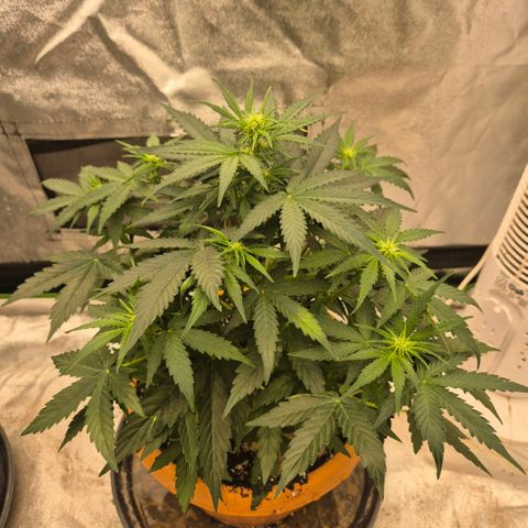 Milky way  🌌🌌🌌🌌 (hybrid) #2 links growlog timeline photo
