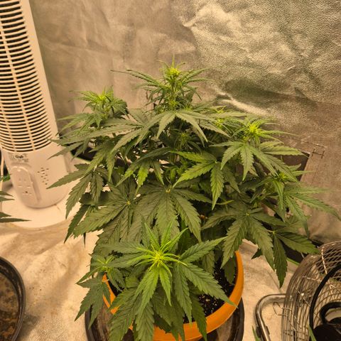 Milky way  🌌🌌🌌🌌 (hybrid) #3 growlog timeline photo