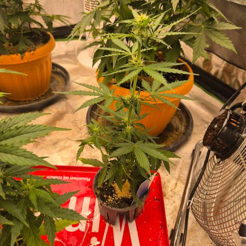 Milky way  🌌🌌🌌🌌 (hybrid) #4 growlog photo: So sieht das aus, wenn man spontan die Grippe bekommt ..🤣🤷🏽‍♂️