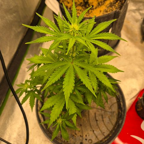 Sticky beast 👹👹👹( zamnesia) #1 growlog timeline photo