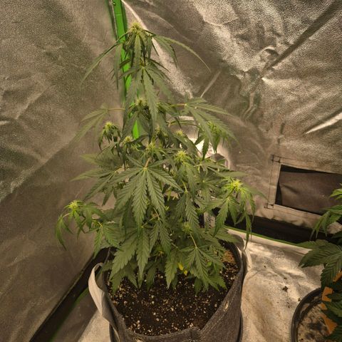 Sticky beast 👹👹👹( zamnesia) #3 growlog timeline photo