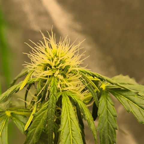 Sticky beast 👹👹👹( zamnesia) #3 growlog timeline photo