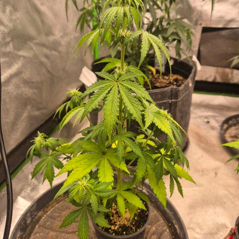 Sticky beast 👹👹👹( zamnesia) #1 growlog timeline photo