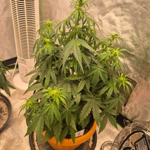 Milky way  🌌🌌🌌🌌 (hybrid) #3 growlog timeline photo