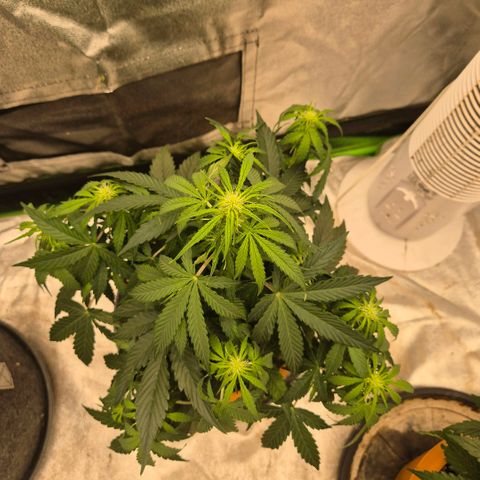 Milky way  🌌🌌🌌🌌 (hybrid) #2 links growlog timeline photo