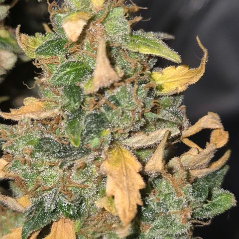 Ghost Train Haze (77-84 Tage) growlog timeline photo