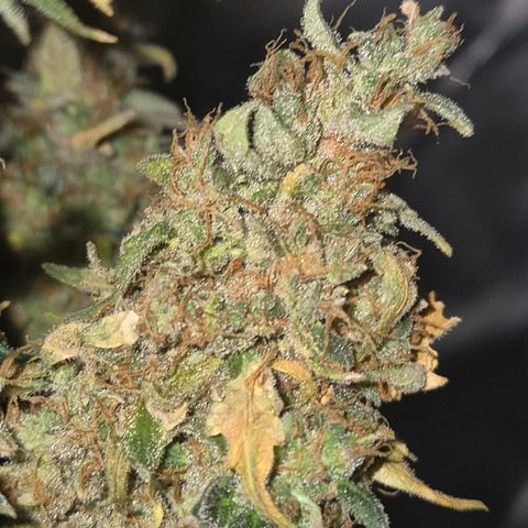 Ghost Train Haze (77-84 Tage) growlog timeline photo