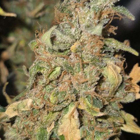 Ghost Train Haze (77-84 Tage) growlog timeline photo