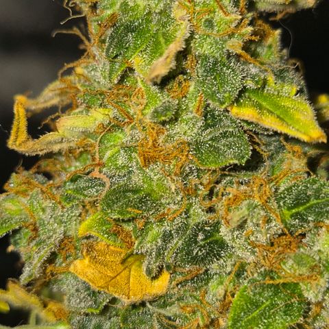 Ghost Train Haze (77-84 Tage) growlog timeline photo