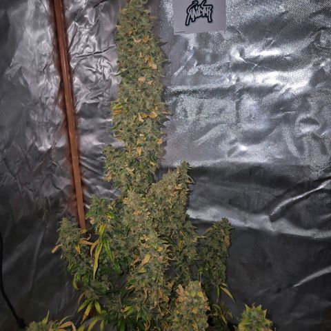 Ghost Train Haze (77-84 Tage) growlog timeline photo