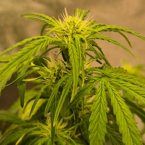 Milky way  🌌🌌🌌🌌 (hybrid) #2 links growlog timeline photo