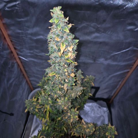 Ghost Train Haze (77-84 Tage) growlog timeline photo