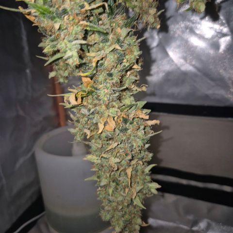 Ghost Train Haze (77-84 Tage) growlog timeline photo