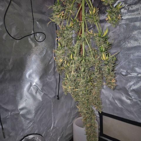 Ghost Train Haze (77-84 Tage) growlog timeline photo