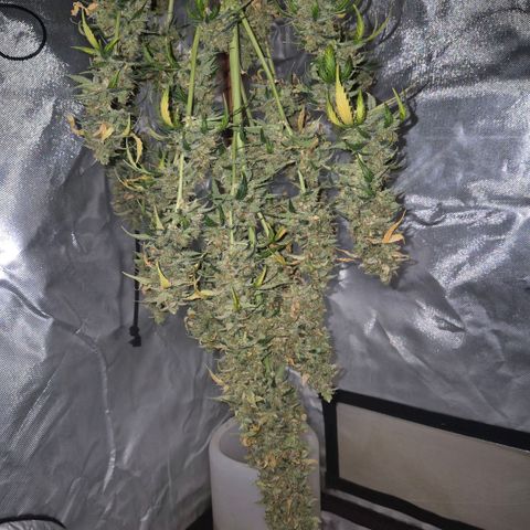 Ghost Train Haze (77-84 Tage) growlog timeline photo