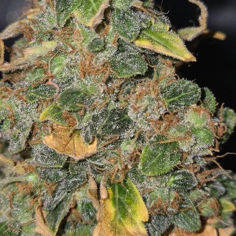 Ghost Train Haze (77-84 Tage) growlog timeline photo