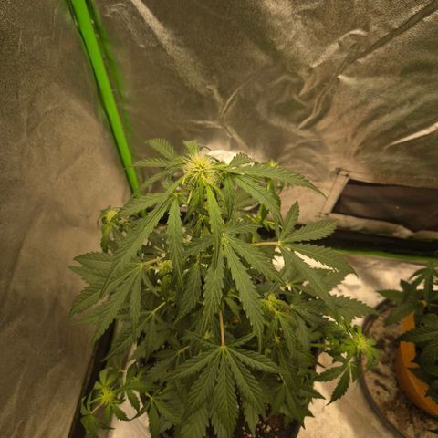 Sticky beast 👹👹👹( zamnesia) #3 growlog timeline photo
