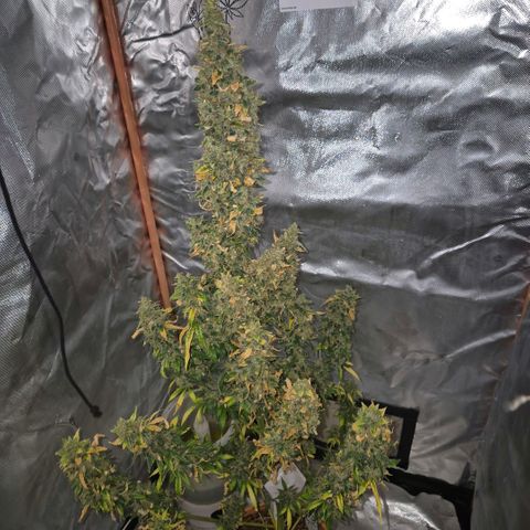 Ghost Train Haze (77-84 Tage) growlog timeline photo
