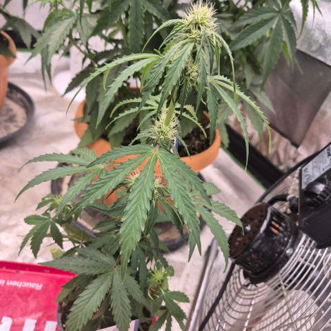 Milky way  🌌🌌🌌🌌 (hybrid) #4 growlog timeline photo
