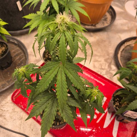 Milky way  🌌🌌🌌🌌 (hybrid) #1 growlog timeline photo