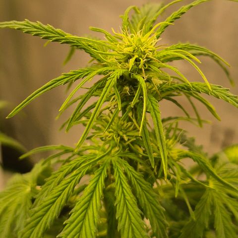 Milky way  🌌🌌🌌🌌 (hybrid) #3 growlog timeline photo