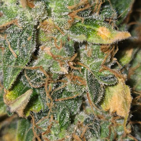 Ghost Train Haze (77-84 Tage) growlog timeline photo