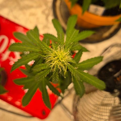 Milky way  🌌🌌🌌🌌 (hybrid) #4 growlog timeline photo