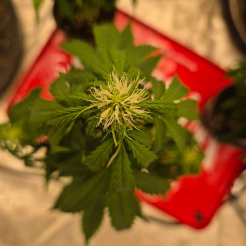 Milky way  🌌🌌🌌🌌 (hybrid) #1 growlog timeline photo