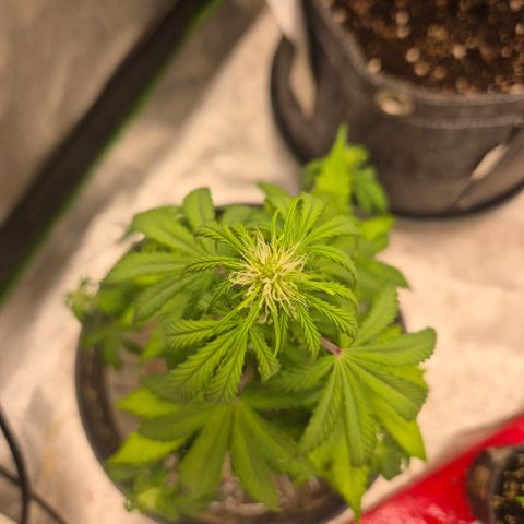 Sticky beast 👹👹👹( zamnesia) #1 growlog timeline photo