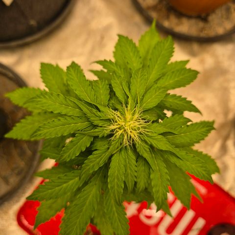 Sticky beast 👹👹👹( zamnesia) #2 growlog timeline photo