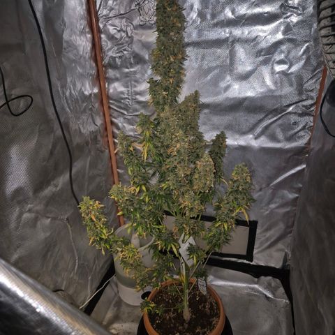 Ghost Train Haze (77-84 Tage) growlog timeline photo