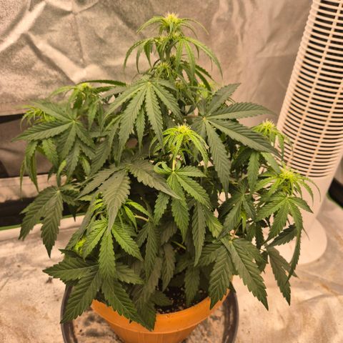 Milky way  🌌🌌🌌🌌 (hybrid) #2 links growlog timeline photo