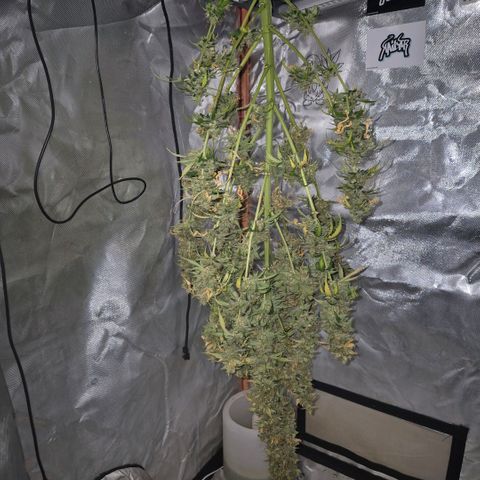 Ghost Train Haze (77-84 Tage) growlog timeline photo