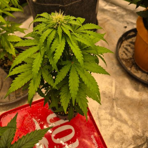 Sticky beast 👹👹👹( zamnesia) #2 growlog timeline photo