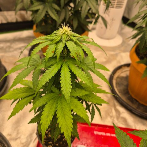 Sticky beast 👹👹👹( zamnesia) #2 growlog timeline photo