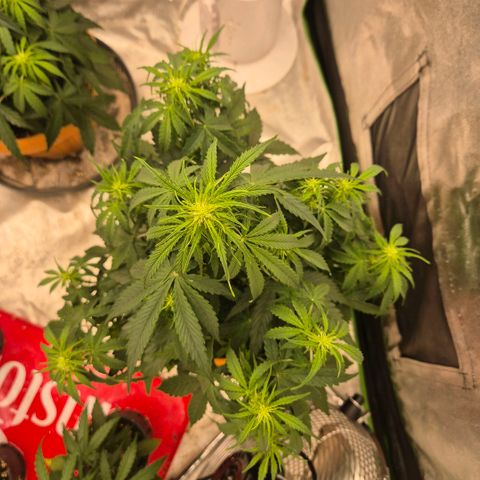 Milky way  🌌🌌🌌🌌 (hybrid) #3 growlog timeline photo
