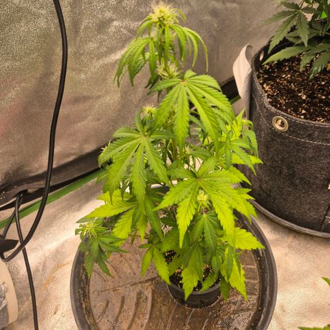 Sticky beast 👹👹👹( zamnesia) #1 growlog timeline photo