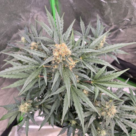 Sticky beast 👹👹👹( zamnesia) #3 growlog timeline photo
