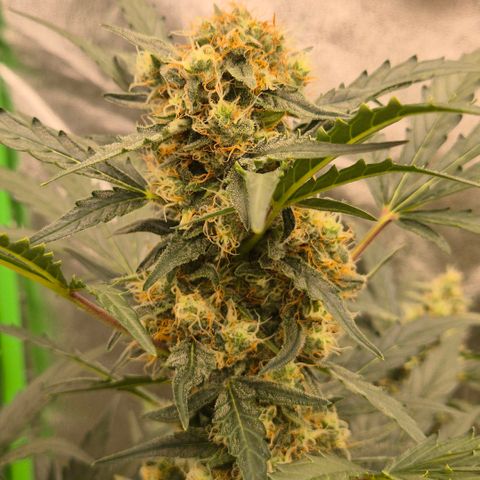 Sticky beast 👹👹👹( zamnesia) #3 growlog timeline photo