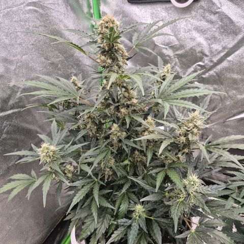 Sticky beast 👹👹👹( zamnesia) #3 growlog timeline photo